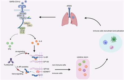 Frontiers | Tocilizumab: The Key to Stop Coronavirus Disease 2019